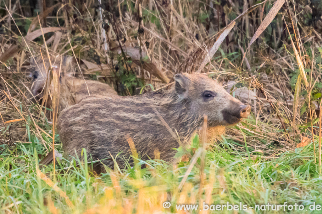 Wildschwein