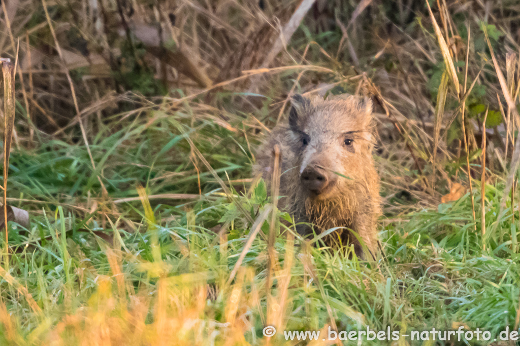 Wildschwein