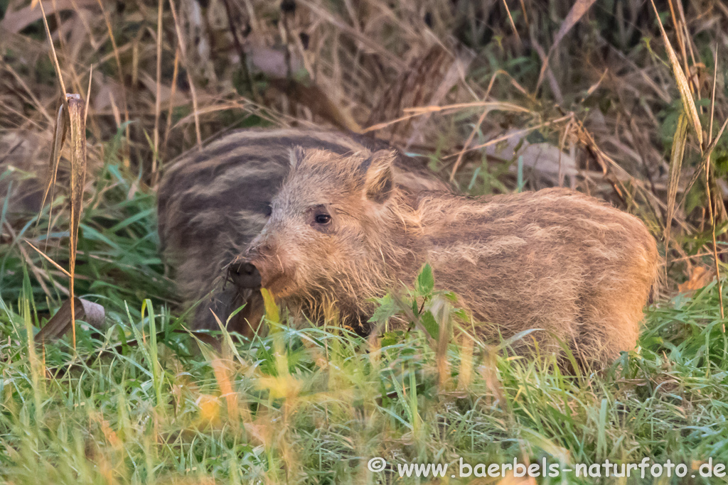 Wildschwein