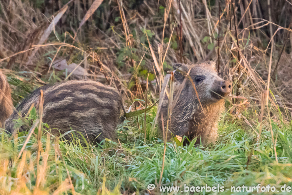 Wildschwein