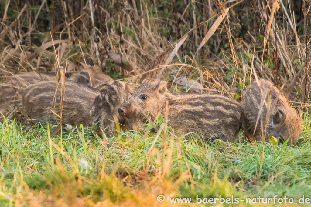 Wildschwein