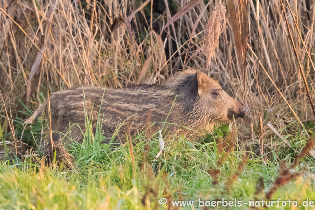 Wildschwein