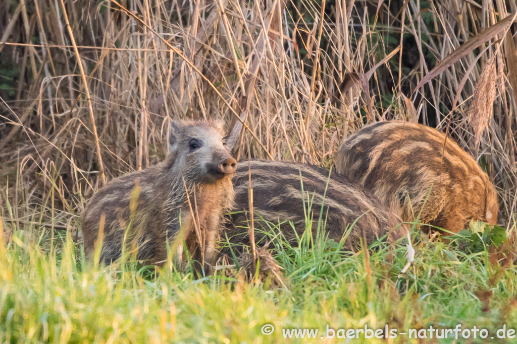 Wildschwein