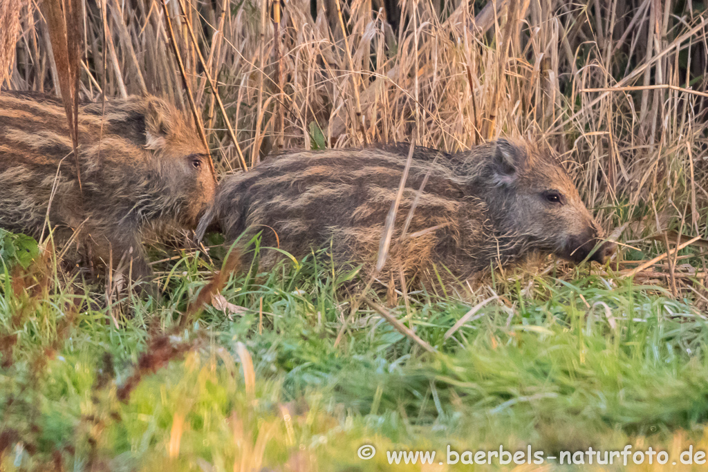 Wildschwein