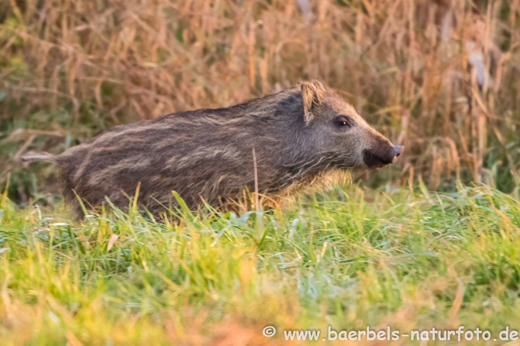 Wildschwein