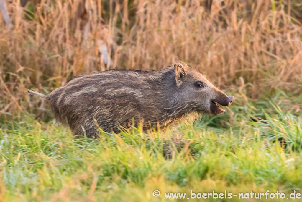 Wildschwein