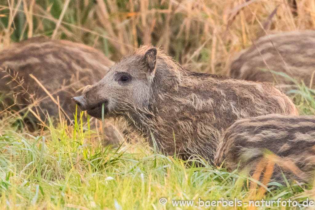 Wildschwein