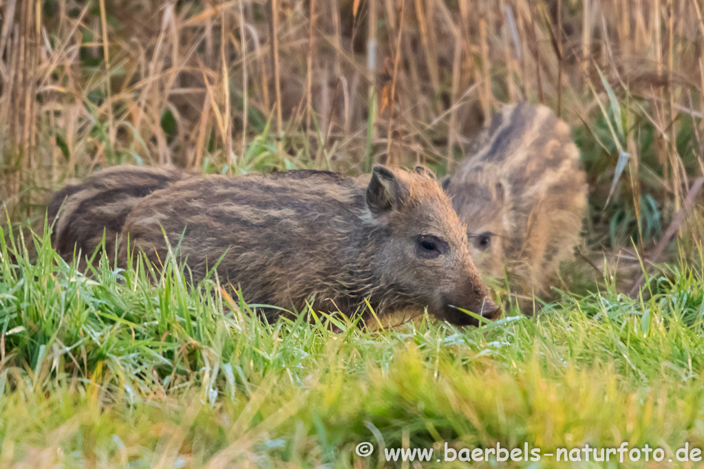 Wildschwein