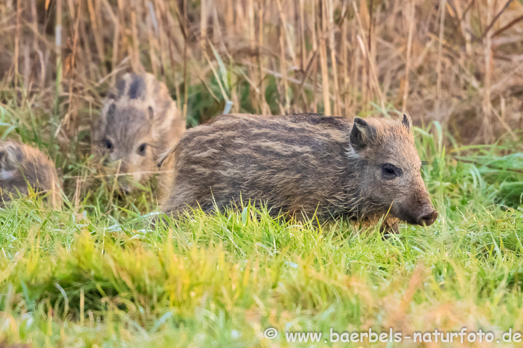 Wildschwein