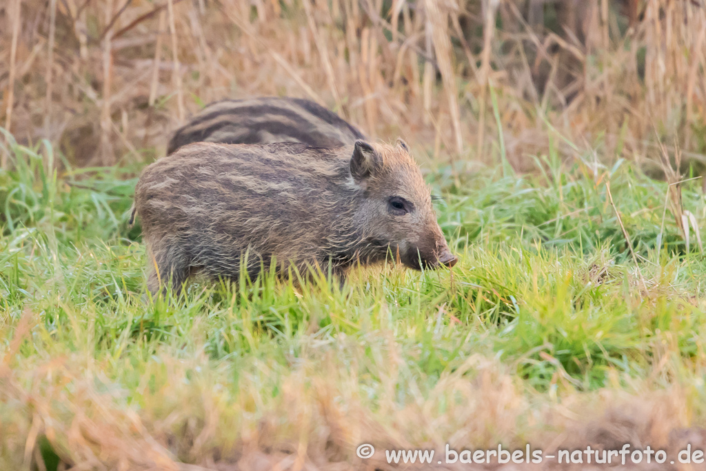 Wildschwein