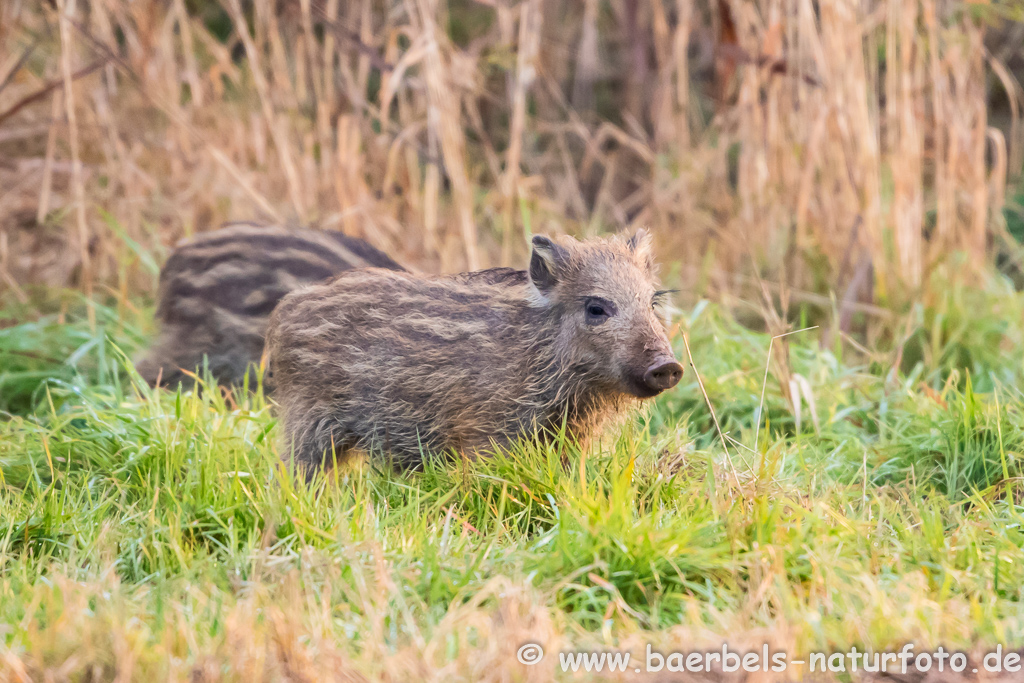 Wildschwein