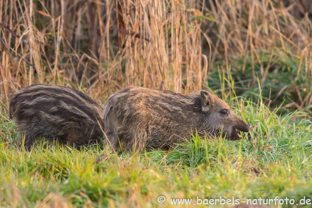 Wildschwein