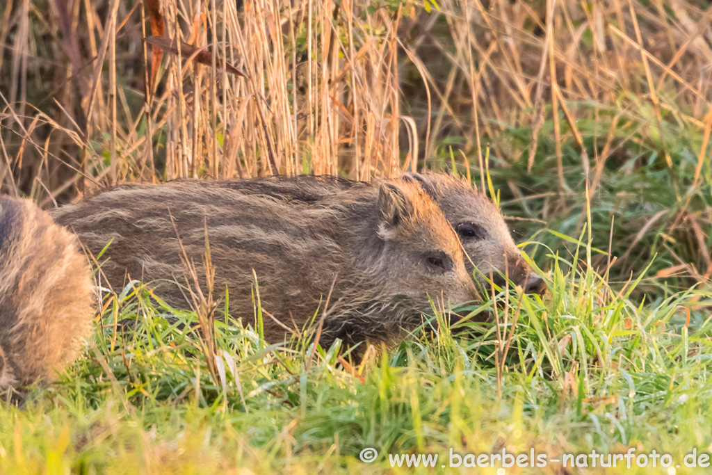 Wildschwein