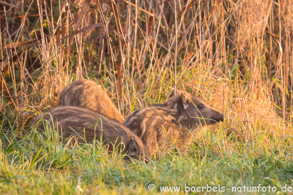 Wildschwein