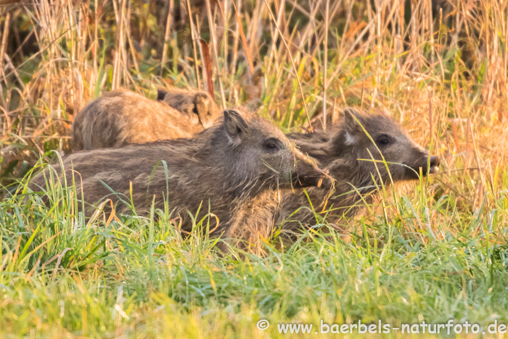 Wildschwein