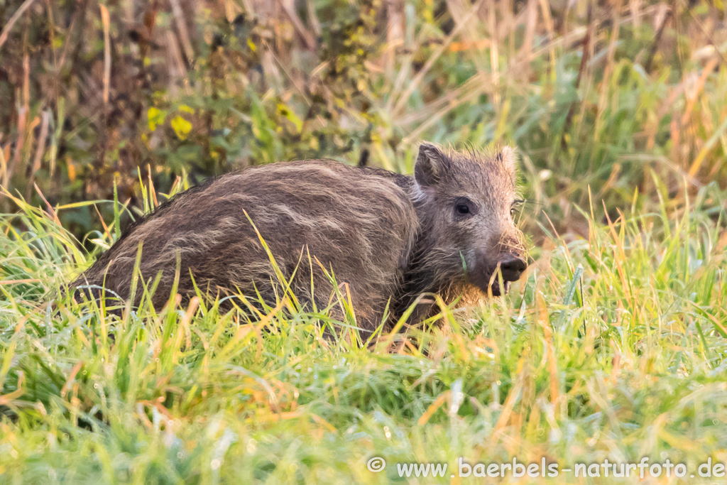 Wildschwein