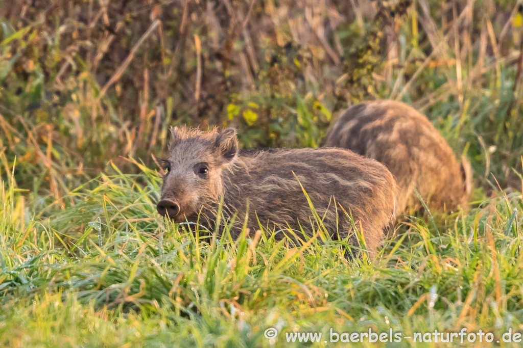 Wildschwein