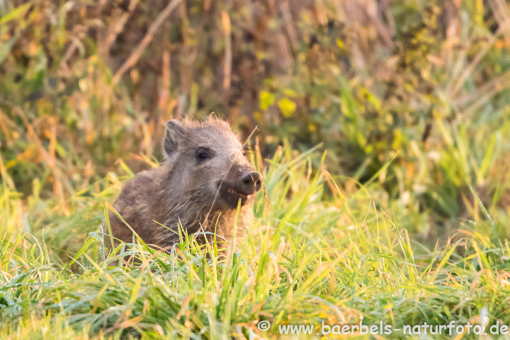 Wildschwein