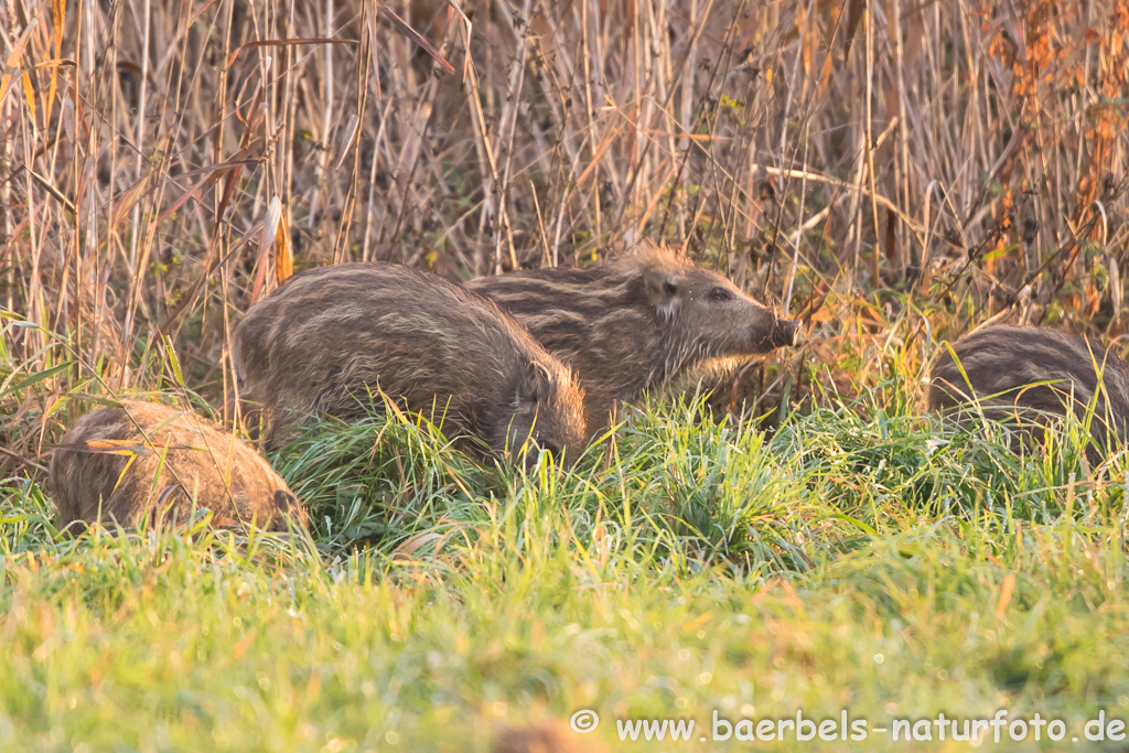 Wildschwein