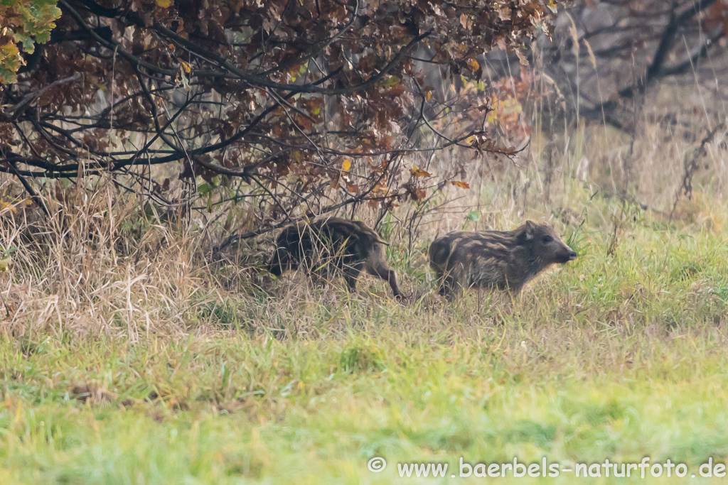 Wildschwein