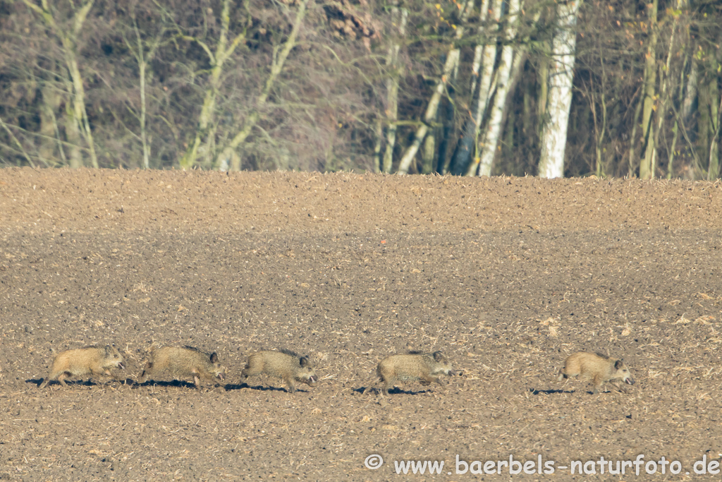 Wildschwein