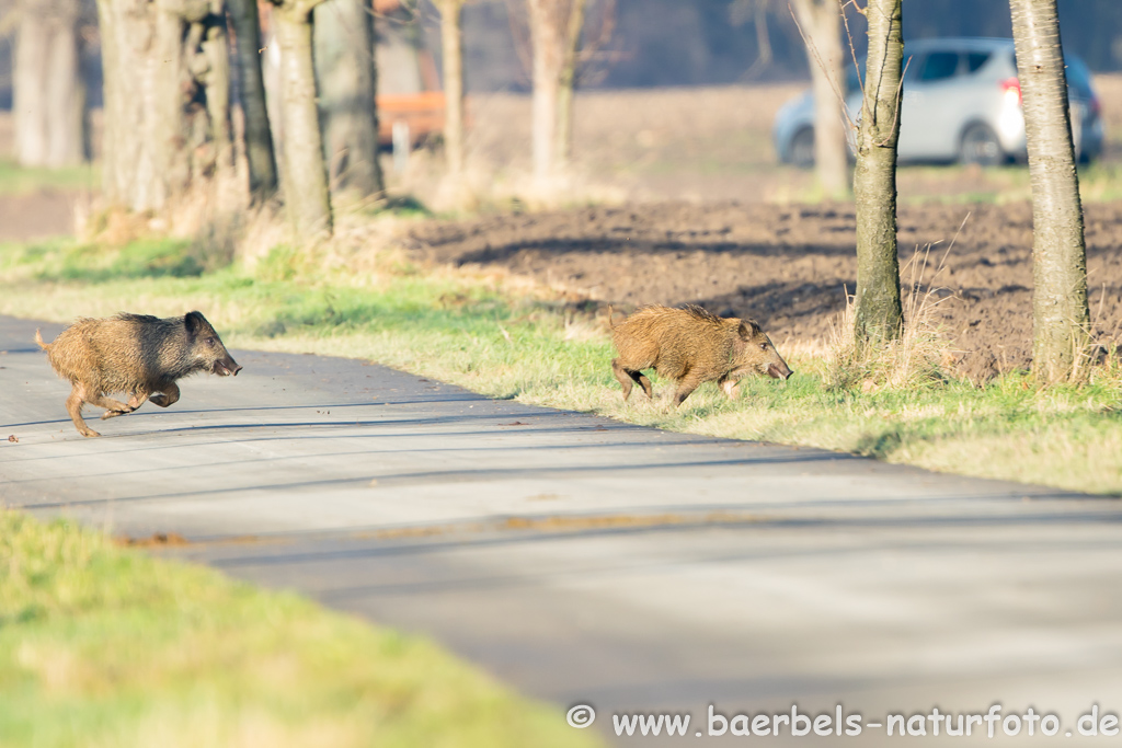 Wildschwein