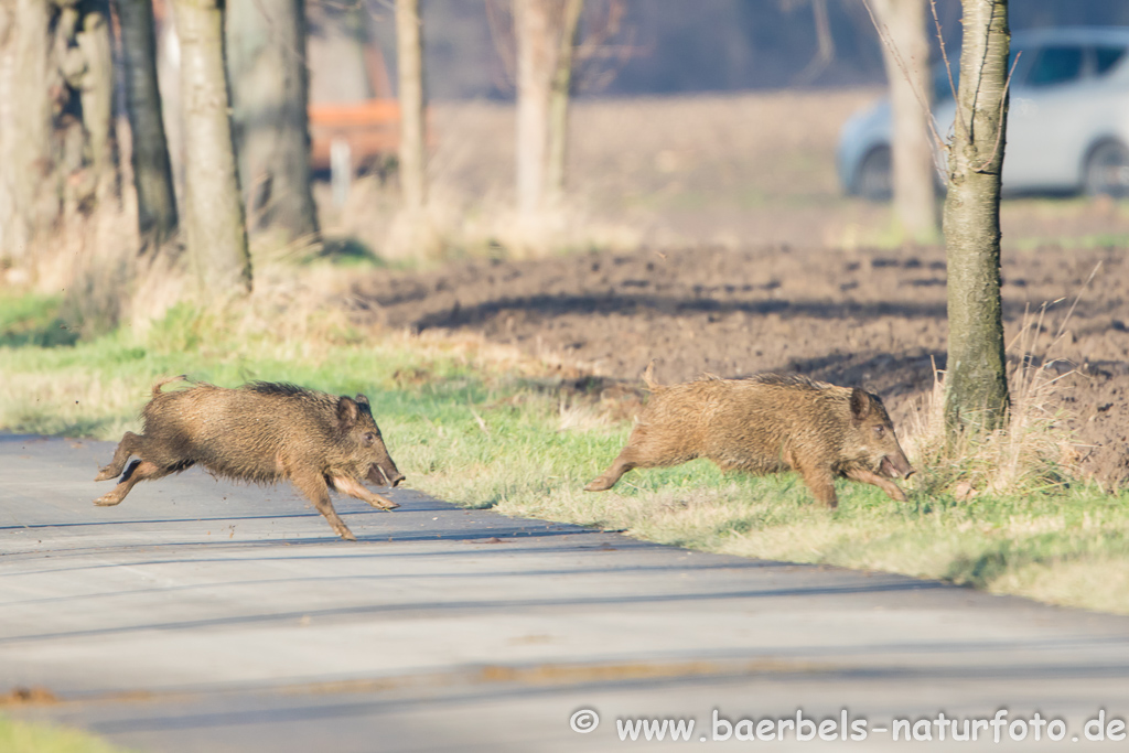 Wildschwein