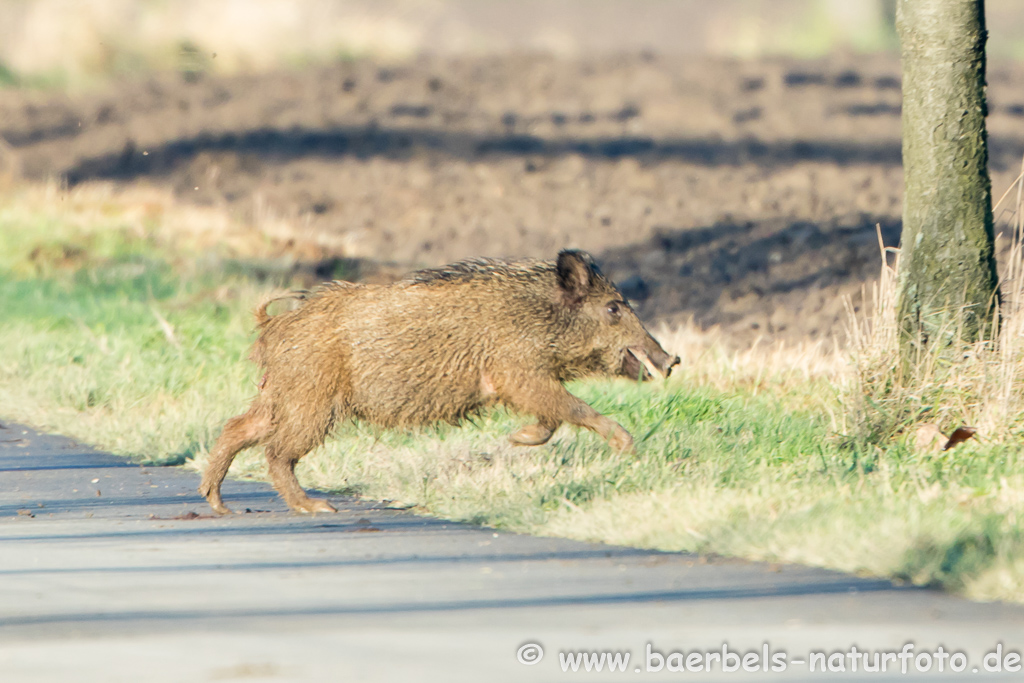 Wildschwein