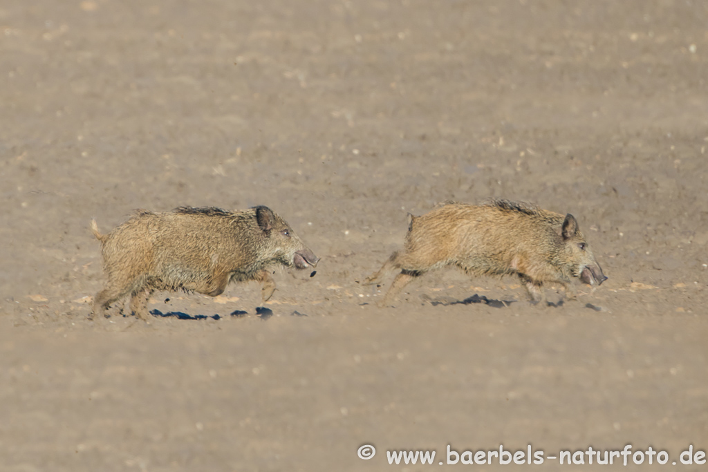 Wildschwein