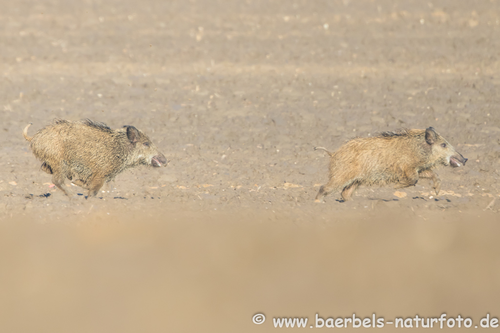 Wildschwein