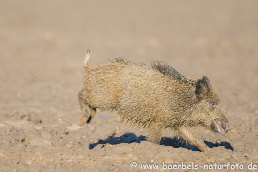 Wildschwein