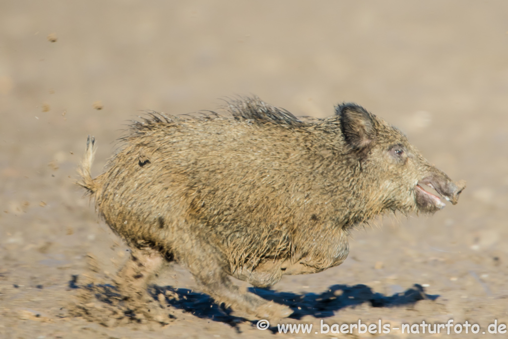 Wildschwein