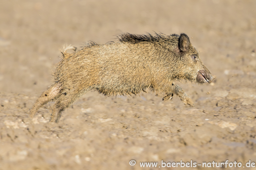 Wildschwein