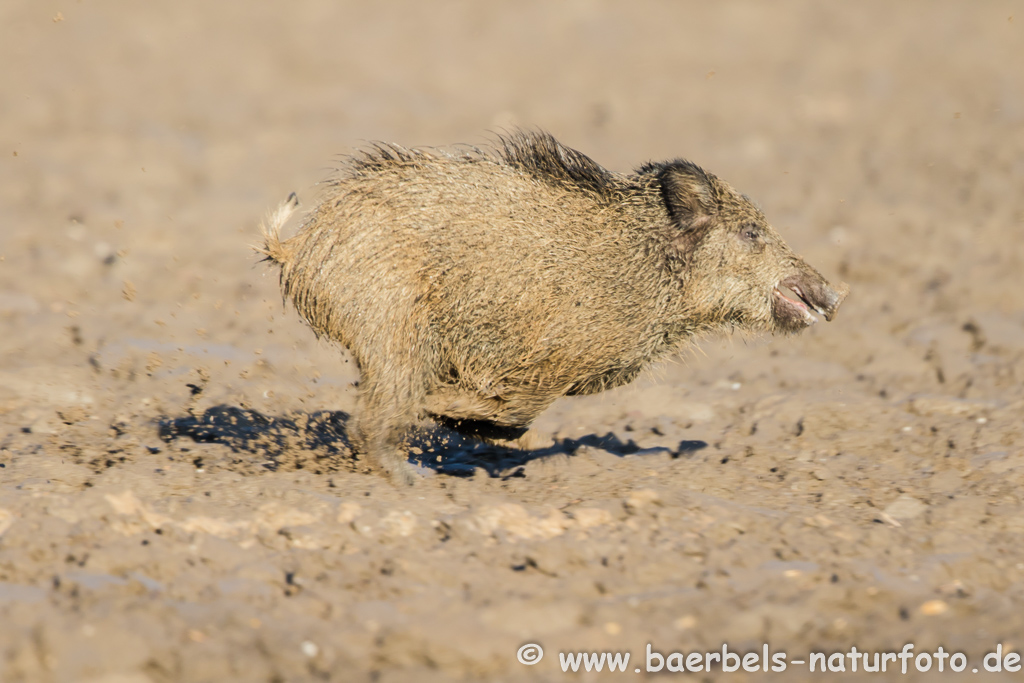 Wildschwein