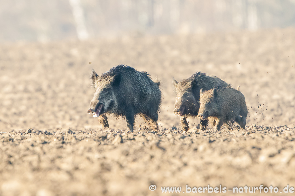 Wildschwein