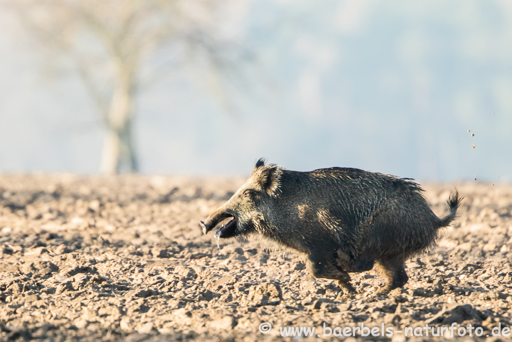 Wildschwein