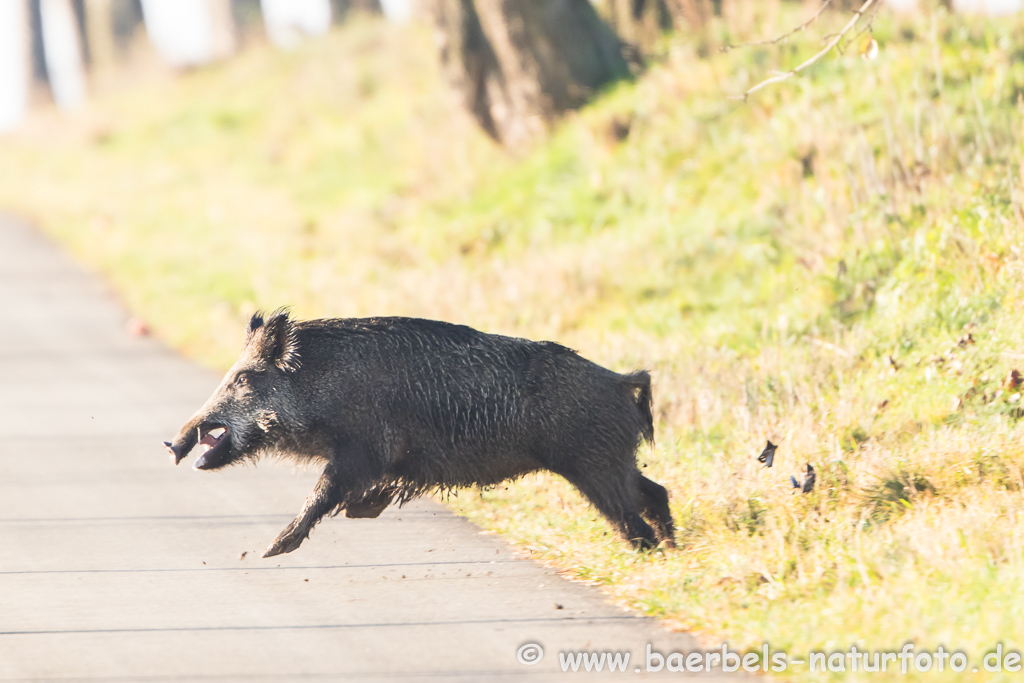 Wildschwein