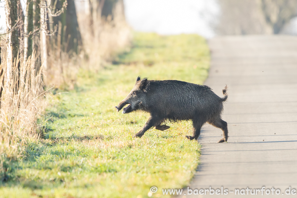 Wildschwein