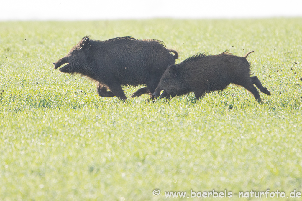 Wildschwein