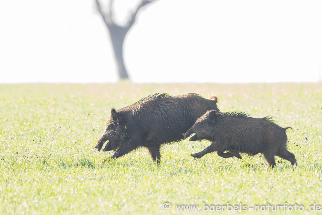 Wildschwein