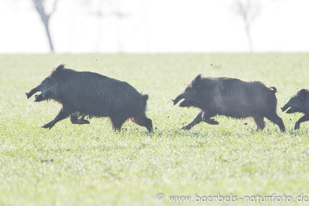 Wildschwein