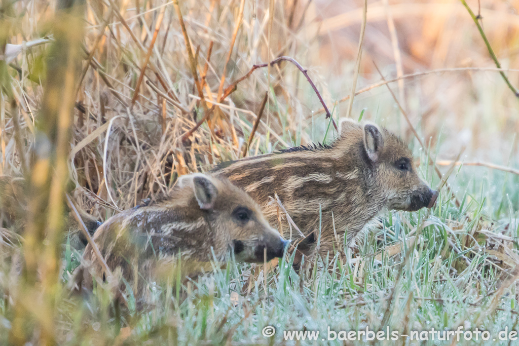 Wildschwein