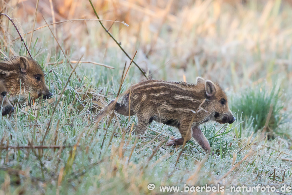 Wildschwein