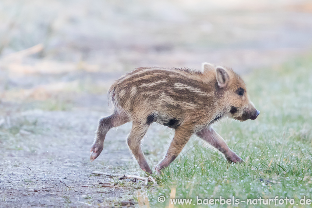 Wildschwein