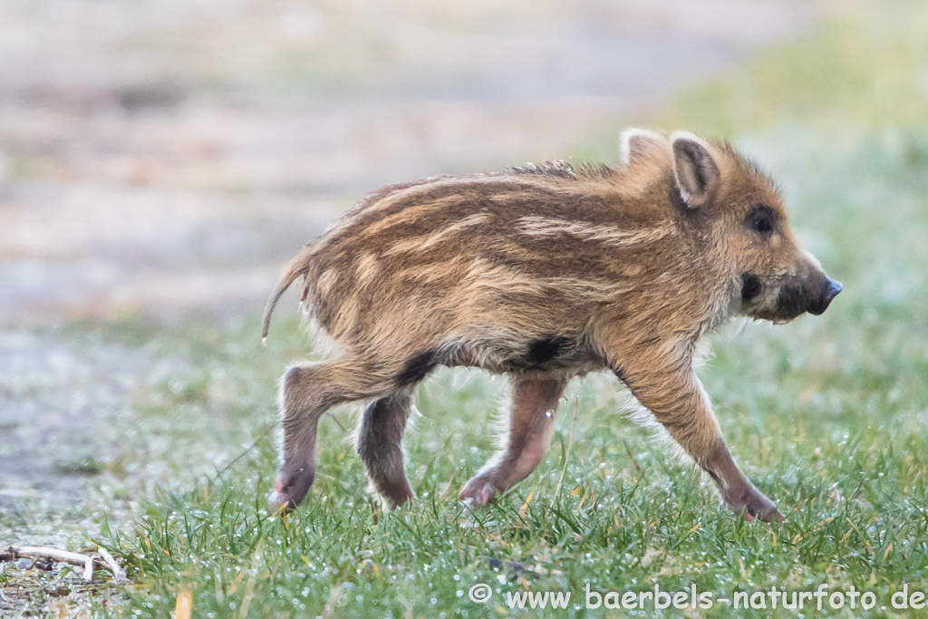 Wildschwein