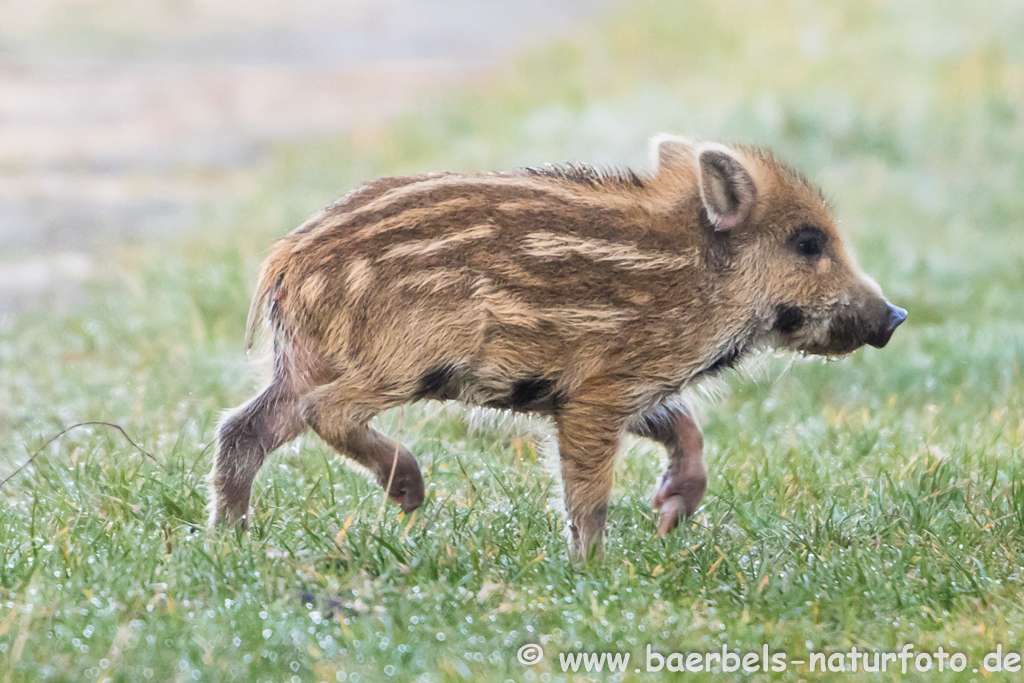 Wildschwein