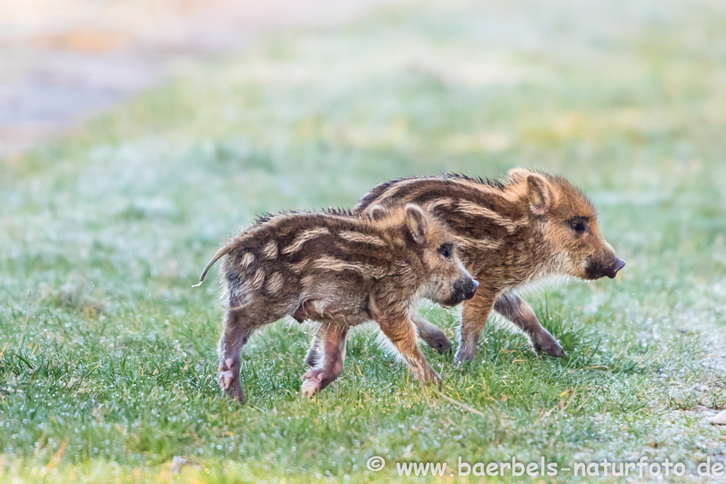 Wildschwein