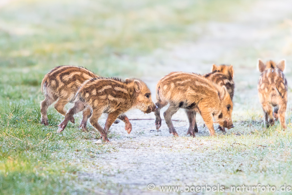 Wildschwein