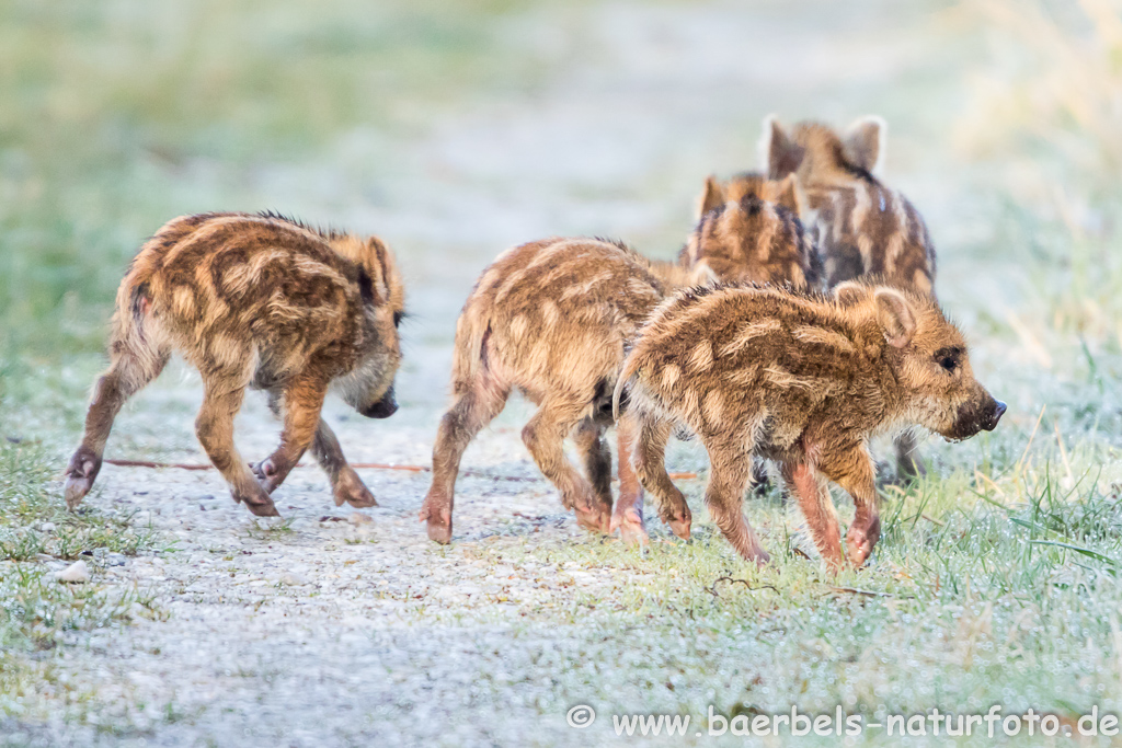 Wildschwein