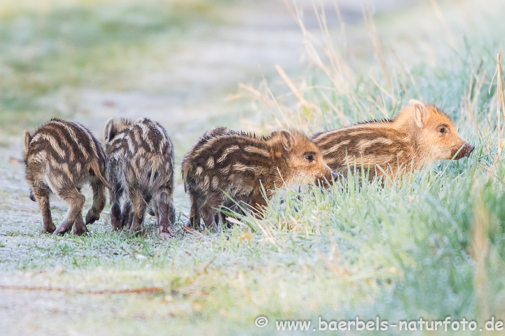 Wildschwein